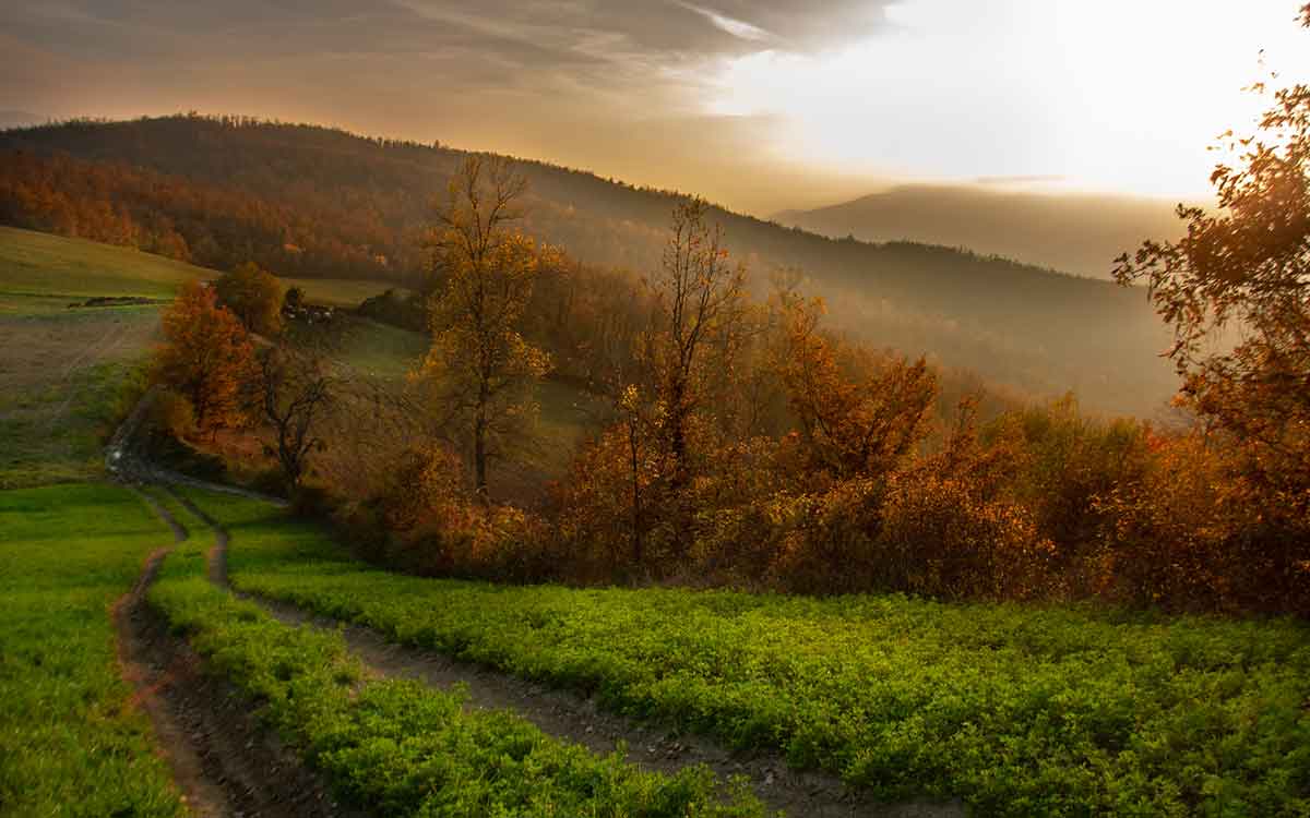 Mulino Di Spettine Societa` Semplice Agricola — foto 3